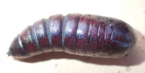 Phalera bucephala
